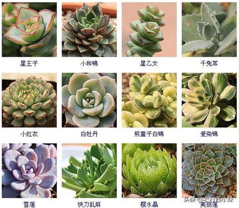 品種大全多肉植物名稱|144種多肉植物名稱大全，常見品種